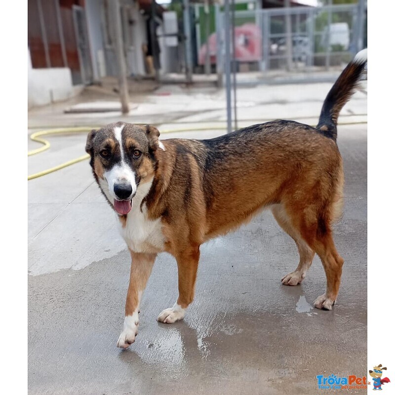 Shiva Cagnolina 2 anni Cerca casa - Adozione Canile di Latina - Foto n. 3