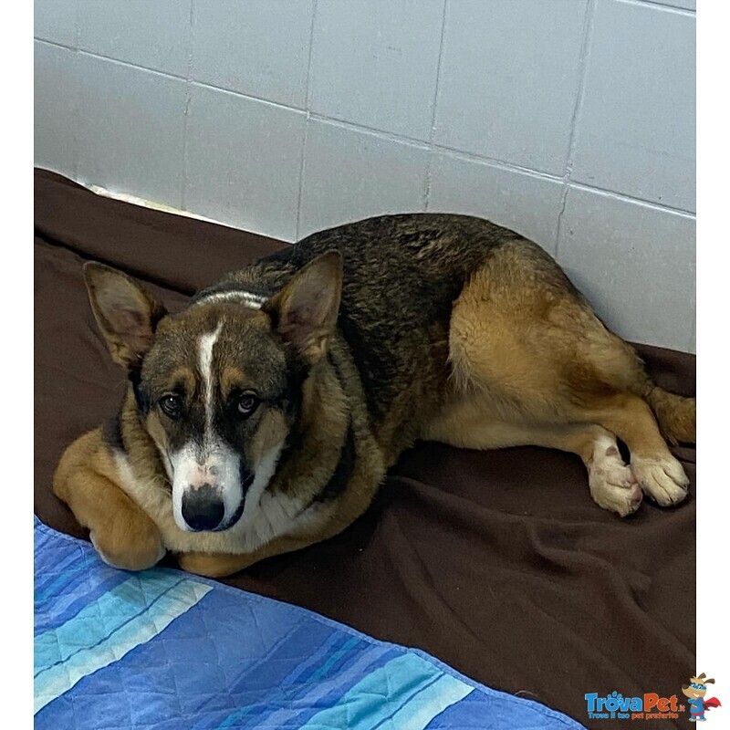 Shiva Cagnolina 2 anni Cerca casa - Adozione Canile di Latina - Foto n. 4