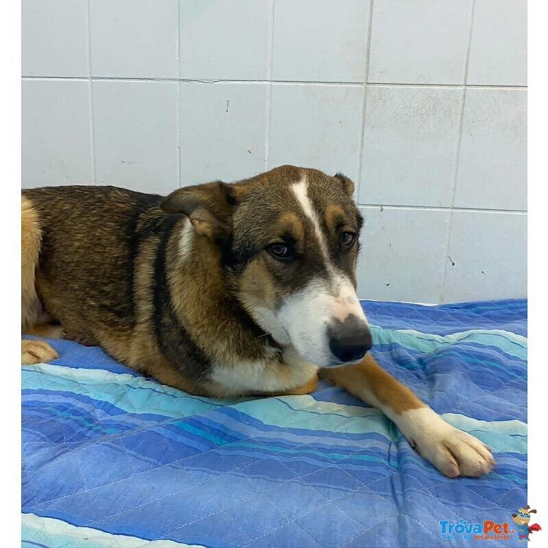 Shiva Cagnolina 2 anni Cerca casa - Adozione Canile di Latina - Foto n. 5