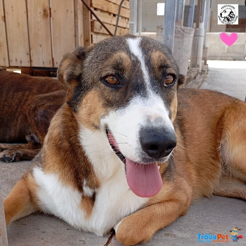 Shiva Cagnolina 2 anni Cerca casa - Adozione Canile di Latina - Foto n. 1