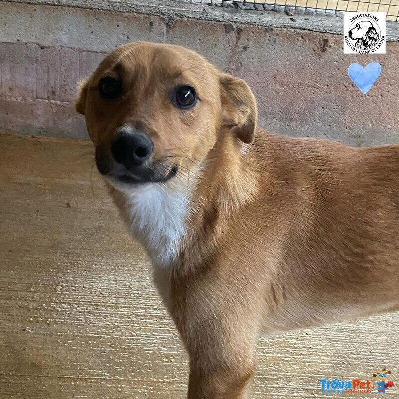 Cerbiatto Dolce Cagnolino 2 anni Cerca casa - Adozione Canile di Latina - Foto n. 1