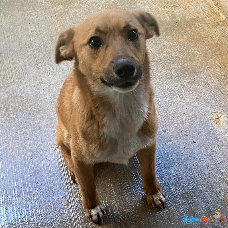 Cerbiatto Dolce Cagnolino 2 anni Cerca casa - Adozione Canile di Latina - Foto n. 2