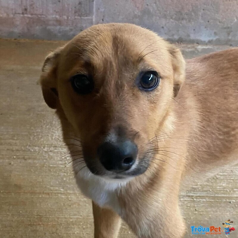 Cerbiatto Dolce Cagnolino 2 anni Cerca casa - Adozione Canile di Latina - Foto n. 3