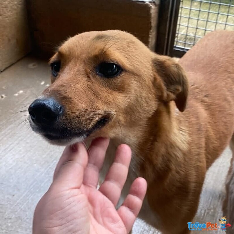 Cerbiatto Dolce Cagnolino 2 anni Cerca casa - Adozione Canile di Latina - Foto n. 4