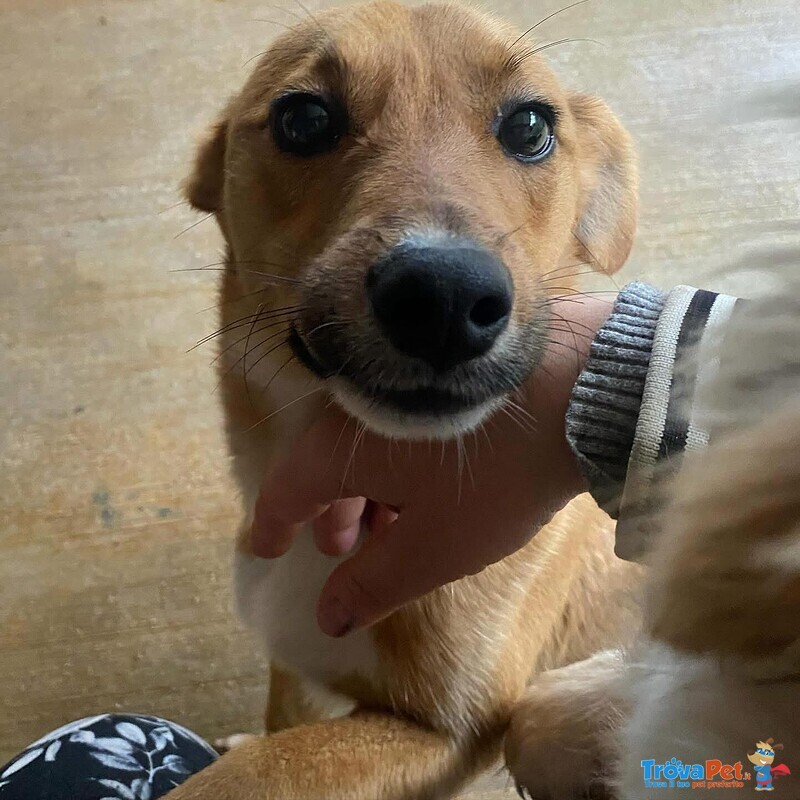 Cerbiatto Dolce Cagnolino 2 anni Cerca casa - Adozione Canile di Latina - Foto n. 5