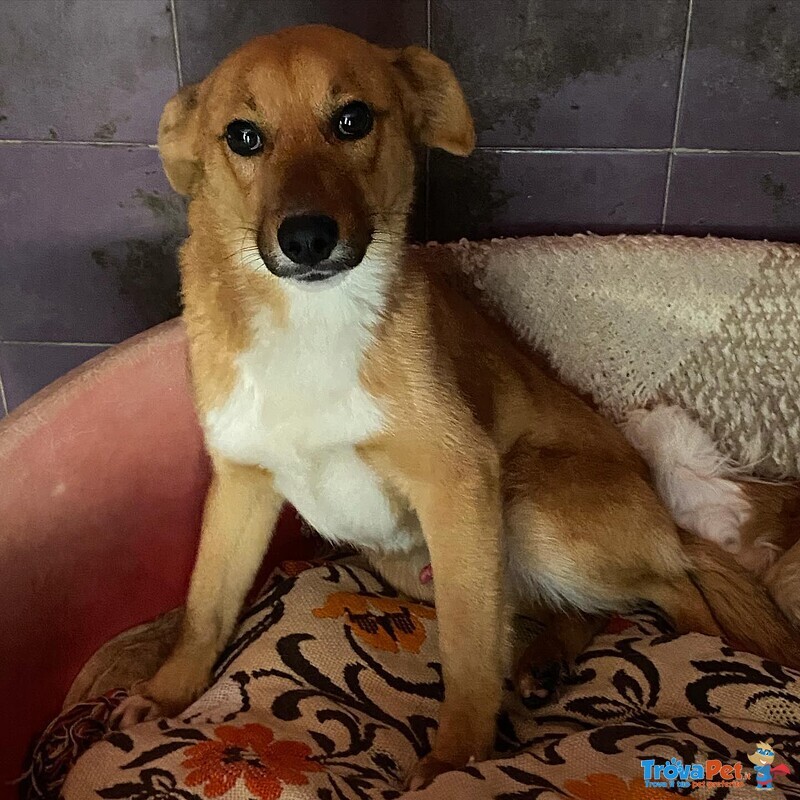 Cerbiatto Dolce Cagnolino 2 anni Cerca casa - Adozione Canile di Latina - Foto n. 6