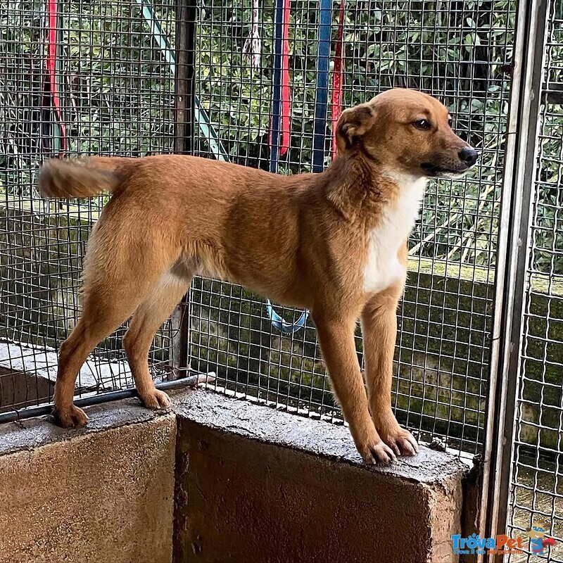 Cerbiatto Dolce Cagnolino 2 anni Cerca casa - Adozione Canile di Latina - Foto n. 7