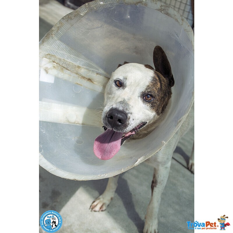 Tobia – Quando la casa Sparisce, Resta solo il Cuore - Foto n. 1