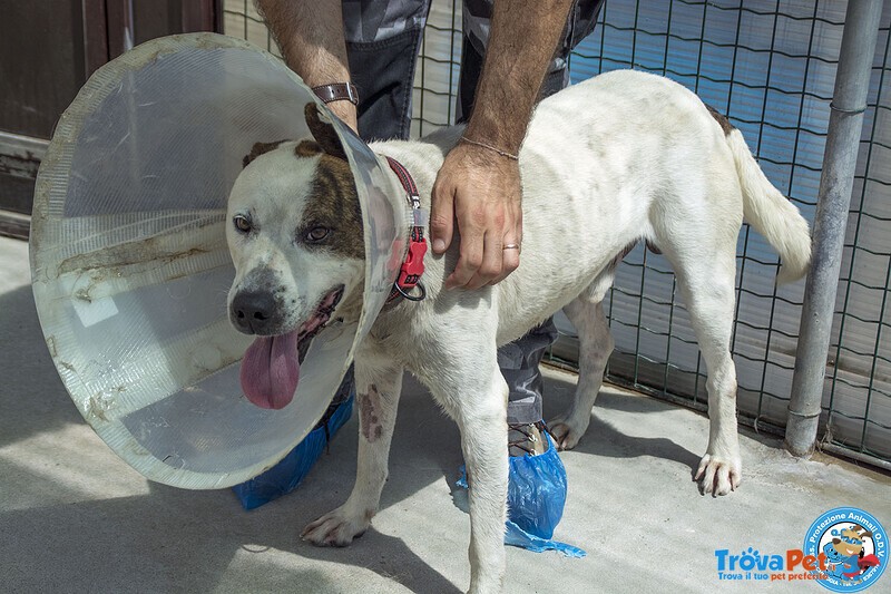 Tobia – Quando la casa Sparisce, Resta solo il Cuore - Foto n. 2