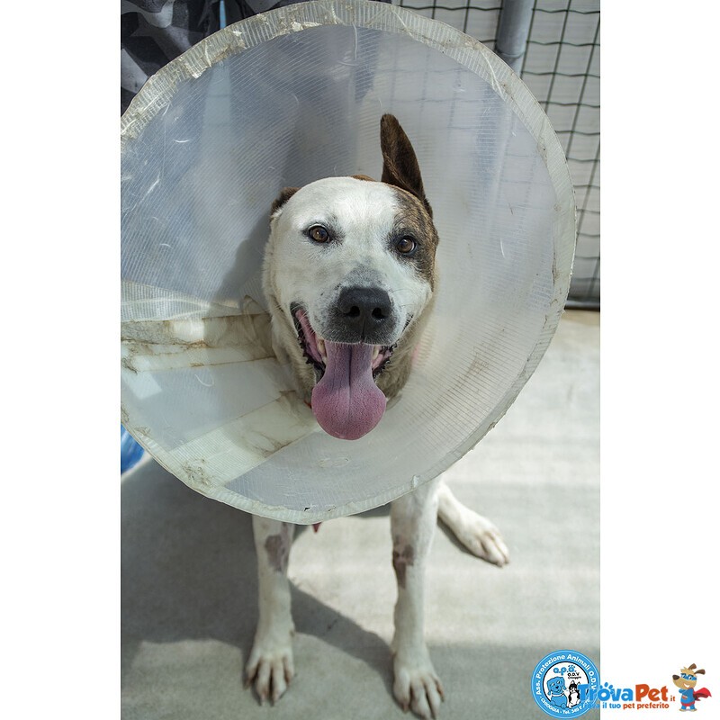 Tobia – Quando la casa Sparisce, Resta solo il Cuore - Foto n. 3