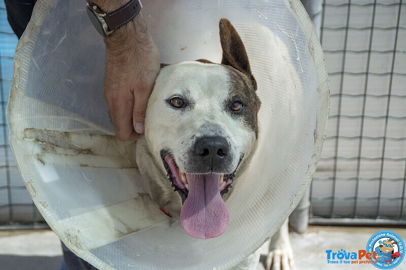 Tobia – Quando la casa Sparisce, Resta solo il Cuore - Foto n. 4