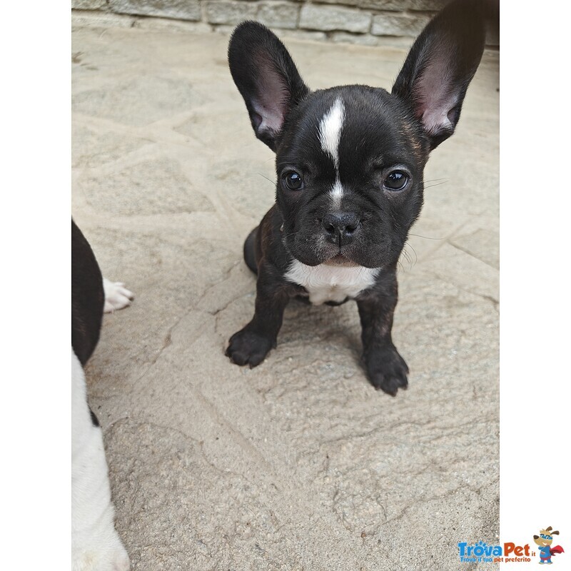 Cuccioli di Bulldog Francese - Foto n. 1