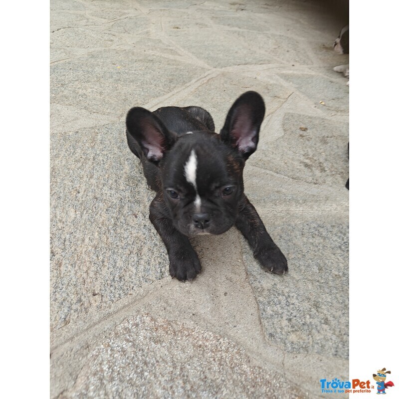 Cuccioli di Bulldog Francese - Foto n. 3