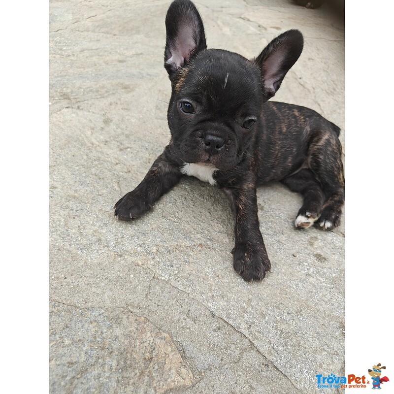 Cuccioli di Bulldog Francese - Foto n. 4