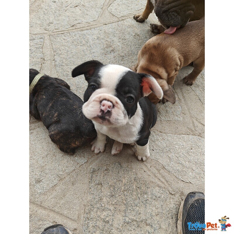 Cuccioli di Bulldog Francese - Foto n. 5