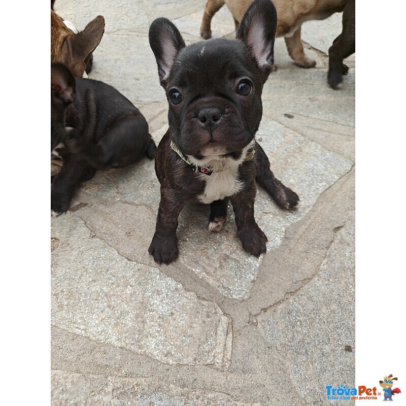 Cuccioli di Bulldog Francese - Foto n. 6