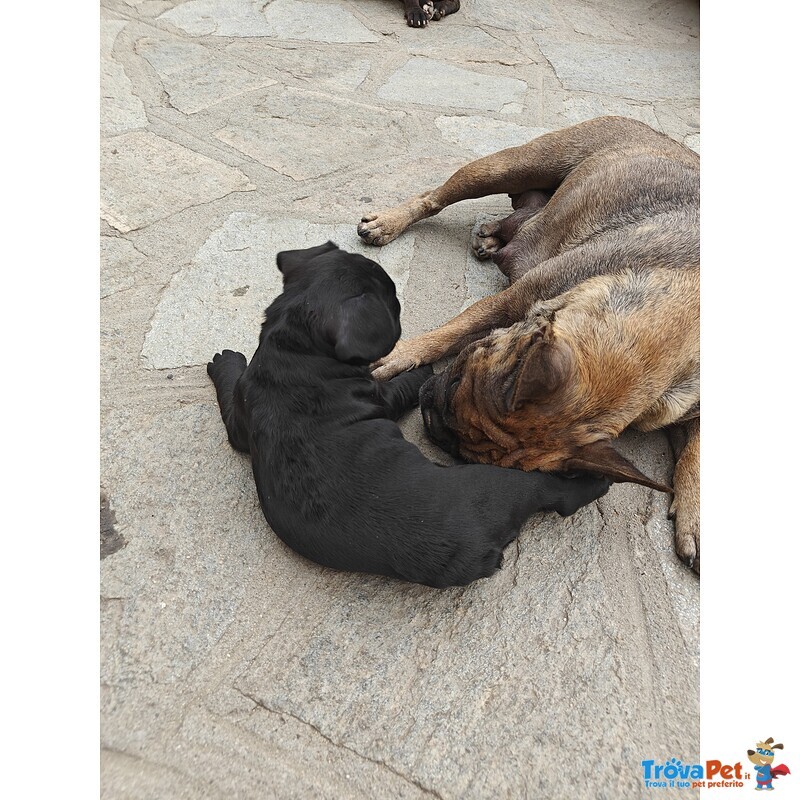 Cuccioli di Bulldog Francese - Foto n. 7