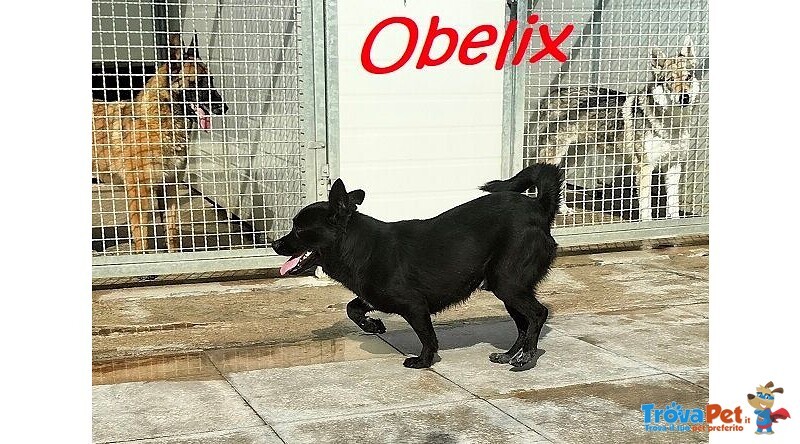 Obelix Affettuoso tg Media Contenuta - Foto n. 3