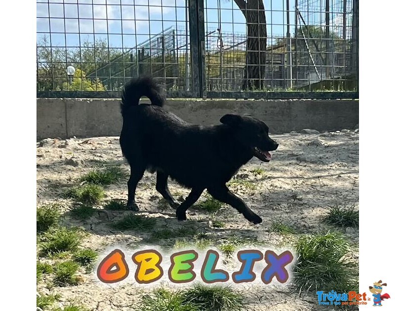 Obelix Affettuoso tg Media Contenuta - Foto n. 6