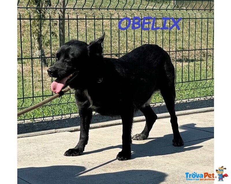 Obelix Affettuoso tg Media Contenuta - Foto n. 7