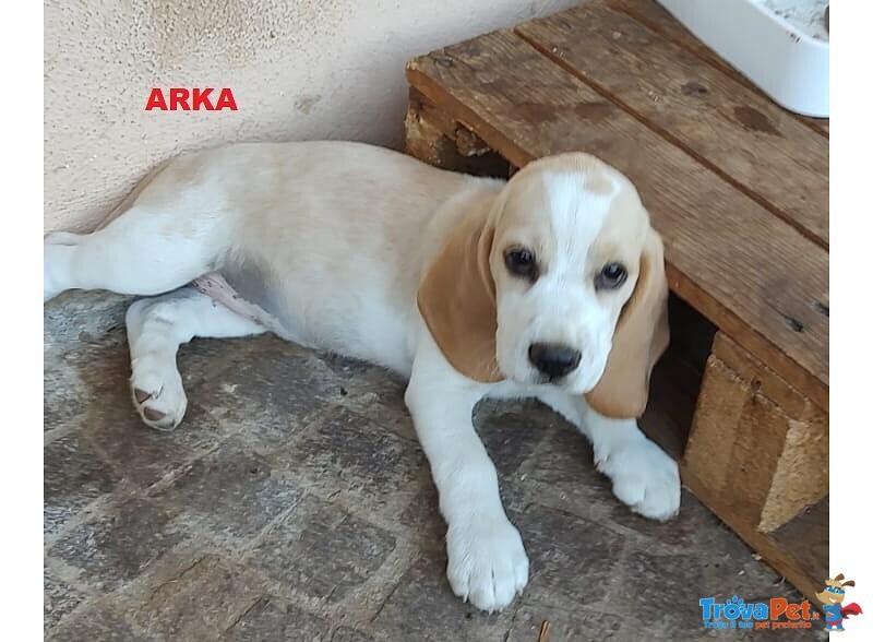 4 Cuccioli di Beagle con Pedigree e Microchip - Foto n. 1