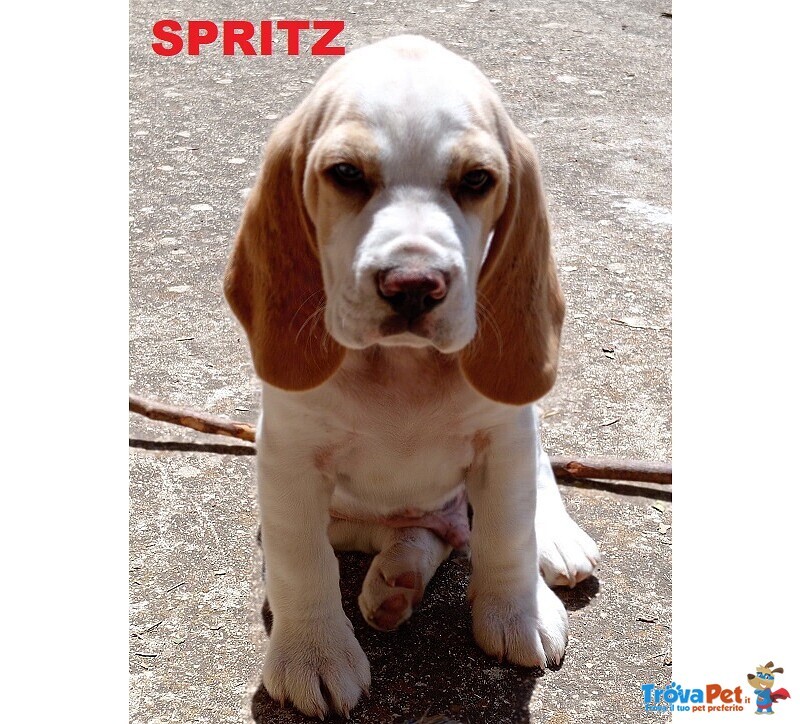 4 Cuccioli di Beagle con Pedigree e Microchip - Foto n. 2