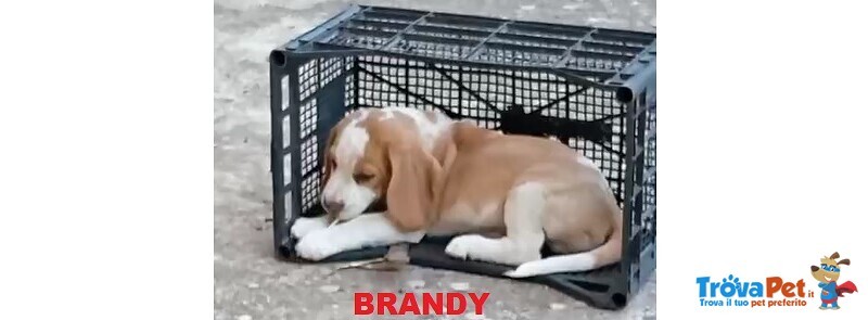 4 Cuccioli di Beagle con Pedigree e Microchip - Foto n. 3