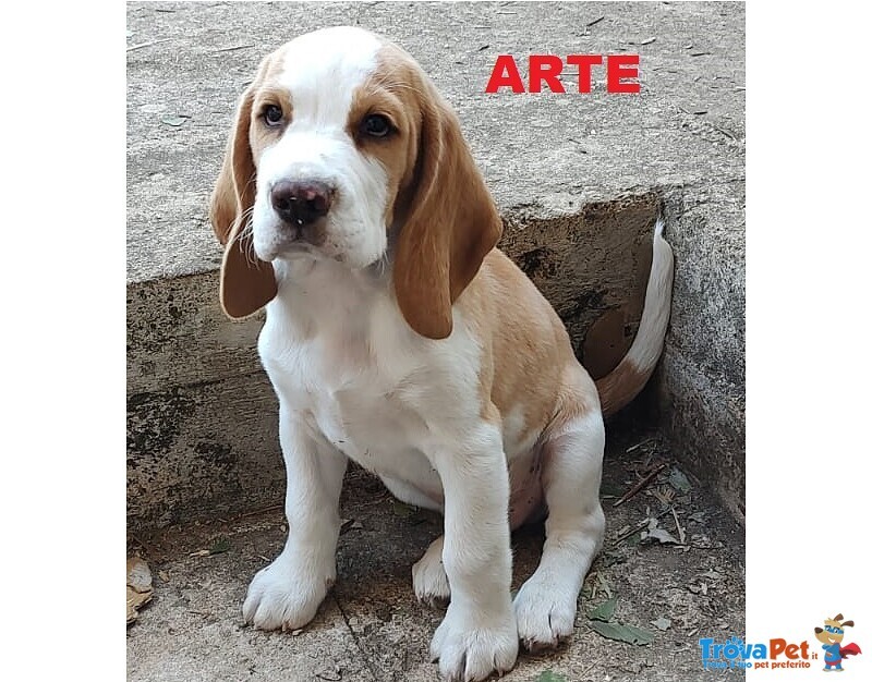4 Cuccioli di Beagle con Pedigree e Microchip - Foto n. 4