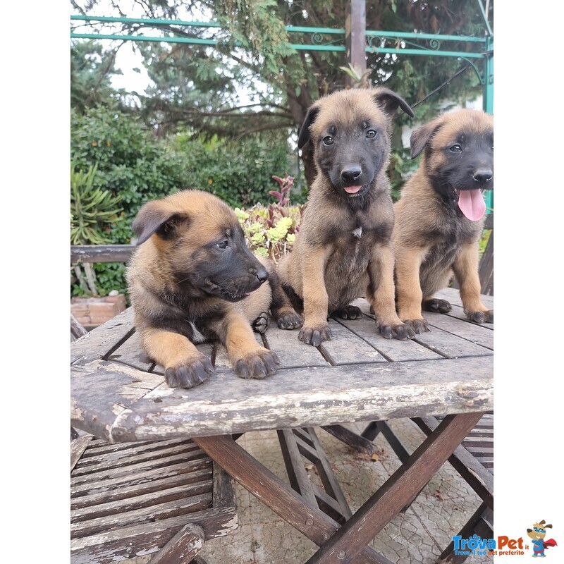 Pastore Belga Malinois Puglia bari Lecce Taranto Foggia Brindisi Barletta Andria Trani - Foto n. 1