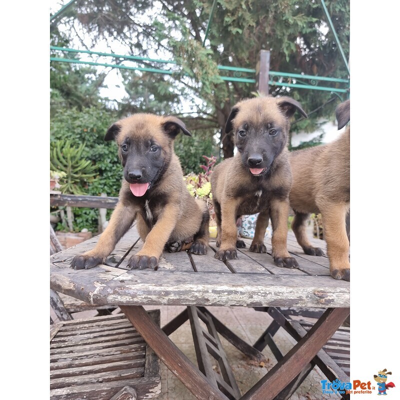 Pastore Belga Malinois Puglia bari Lecce Taranto Foggia Brindisi Barletta Andria Trani - Foto n. 2