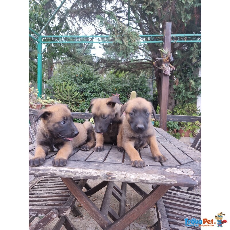 Pastore Belga Malinois Puglia bari Lecce Taranto Foggia Brindisi Barletta Andria Trani - Foto n. 3
