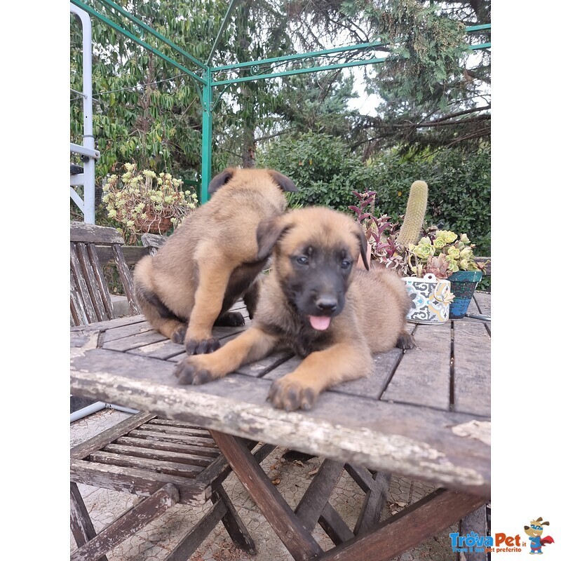 Pastore Belga Malinois Puglia bari Lecce Taranto Foggia Brindisi Barletta Andria Trani - Foto n. 5