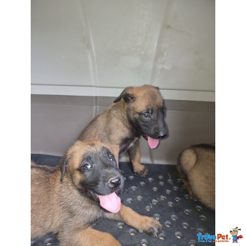 Allevamento Cuccioli Pastore Belga Malinois a Foggia Gargano san Severo e in Puglia - Foto n. 1