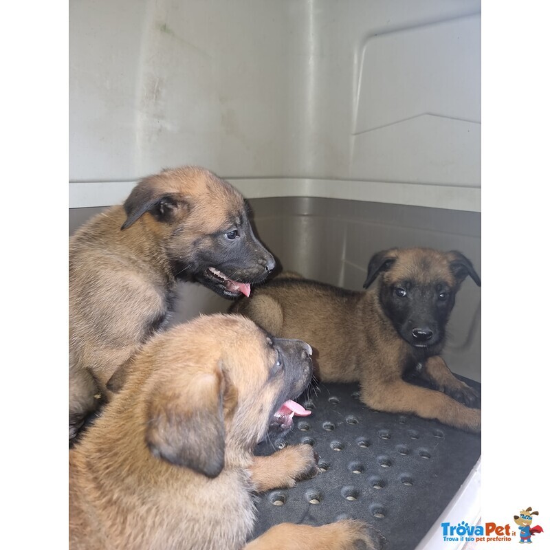 Allevamento Cuccioli Pastore Belga Malinois a Foggia Gargano san Severo e in Puglia - Foto n. 3