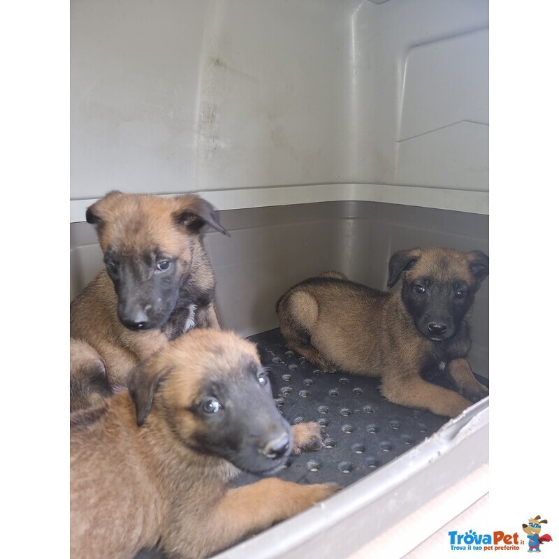 Allevamento Cuccioli Pastore Belga Malinois a Foggia Gargano san Severo e in Puglia - Foto n. 4