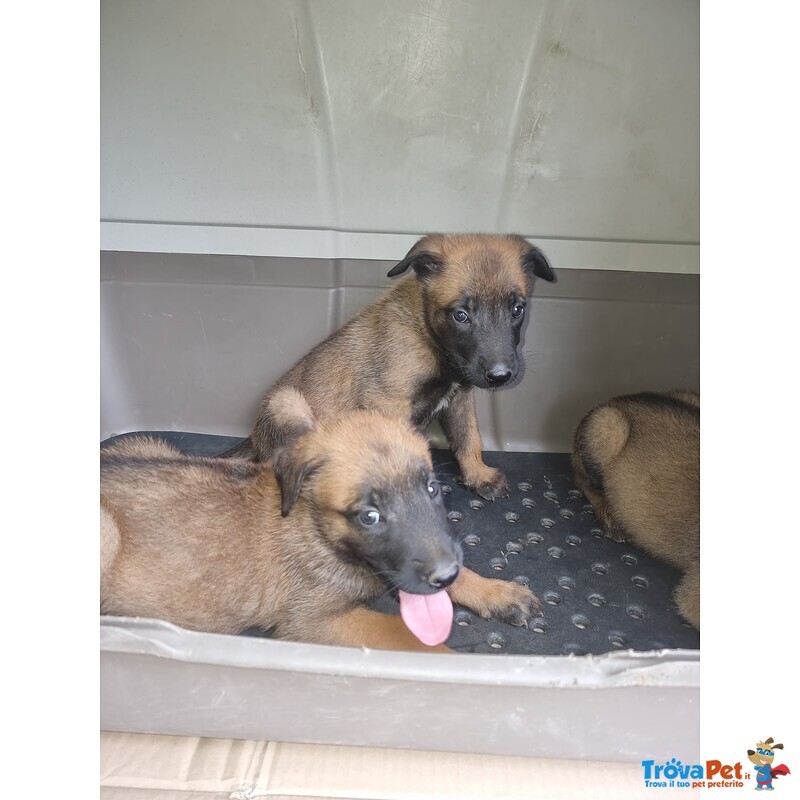 Allevamento Cuccioli Pastore Belga Malinois a Foggia Gargano san Severo e in Puglia - Foto n. 5