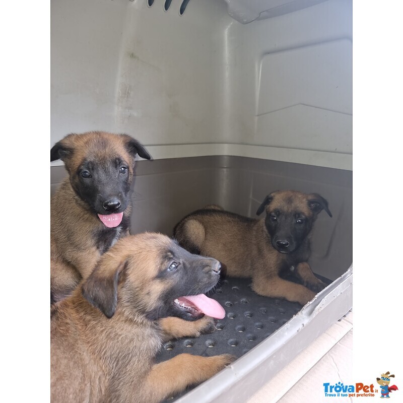 Allevamento Cuccioli Pastore Belga Malinois a Foggia Gargano san Severo e in Puglia - Foto n. 6