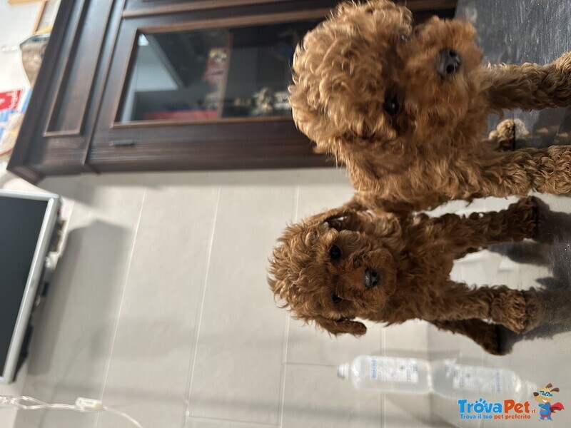 Barboncino Toy - Foto n. 2
