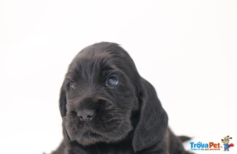 Cuccioli Cocker Spaniel Inglese con Pedigree - Foto n. 1