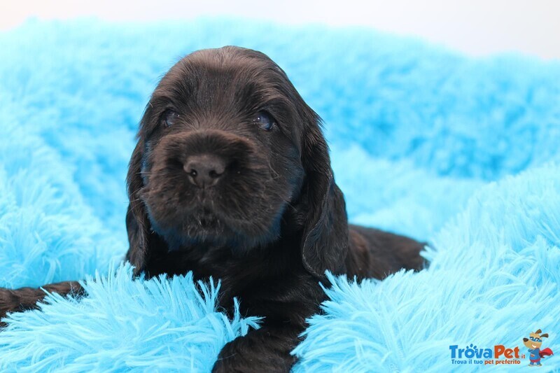 Cuccioli Cocker Spaniel Inglese con Pedigree - Foto n. 2