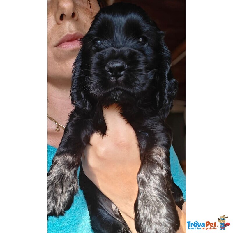 Cuccioli Cocker Spaniel Inglese con Pedigree - Foto n. 3