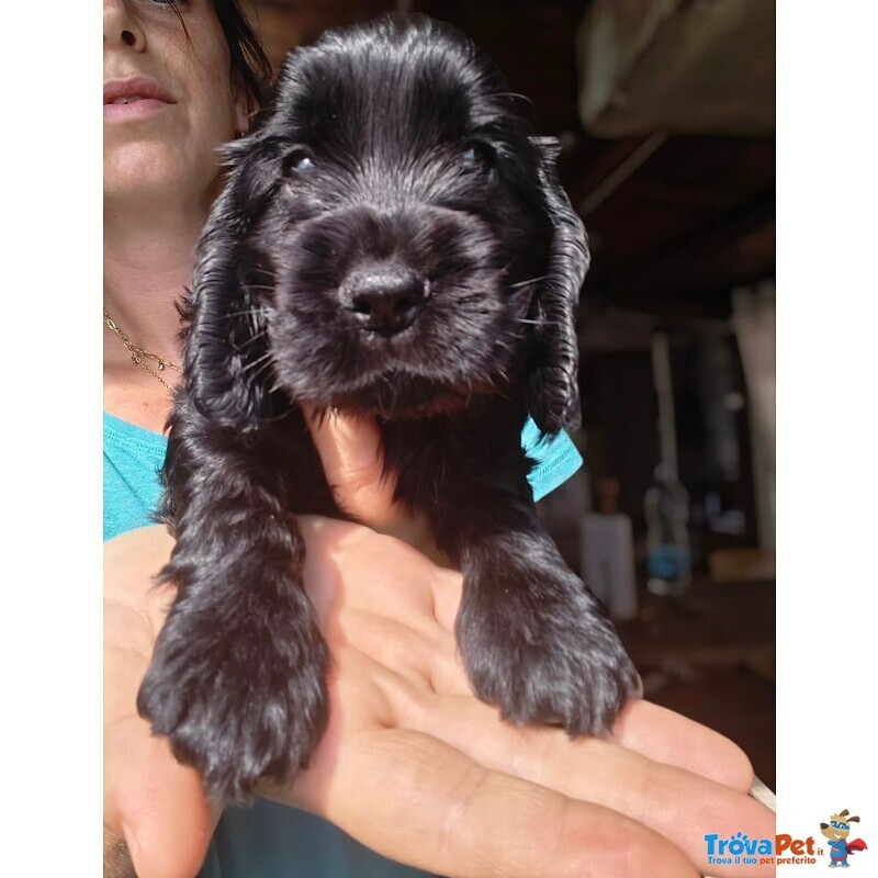 Cuccioli Cocker Spaniel Inglese con Pedigree - Foto n. 4