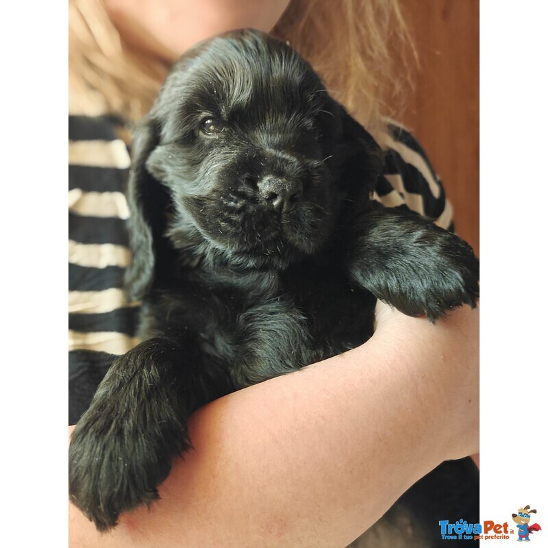 Cuccioli Cocker Spaniel Inglese con Pedigree - Foto n. 5