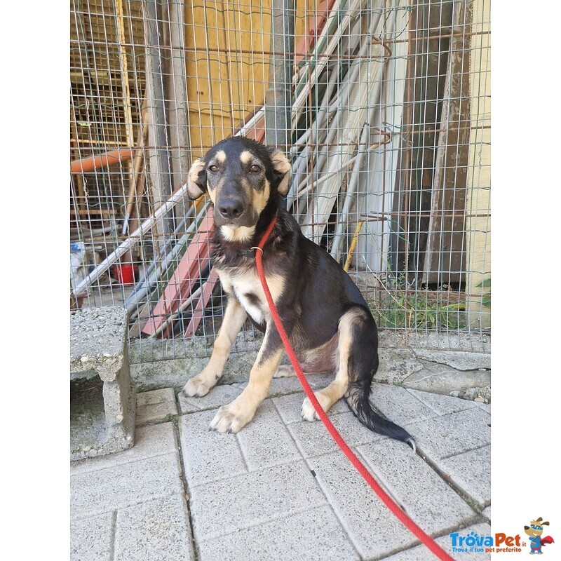 Lucky 4 mesi Adorabile Cucciolotto - tg Media - Foto n. 3