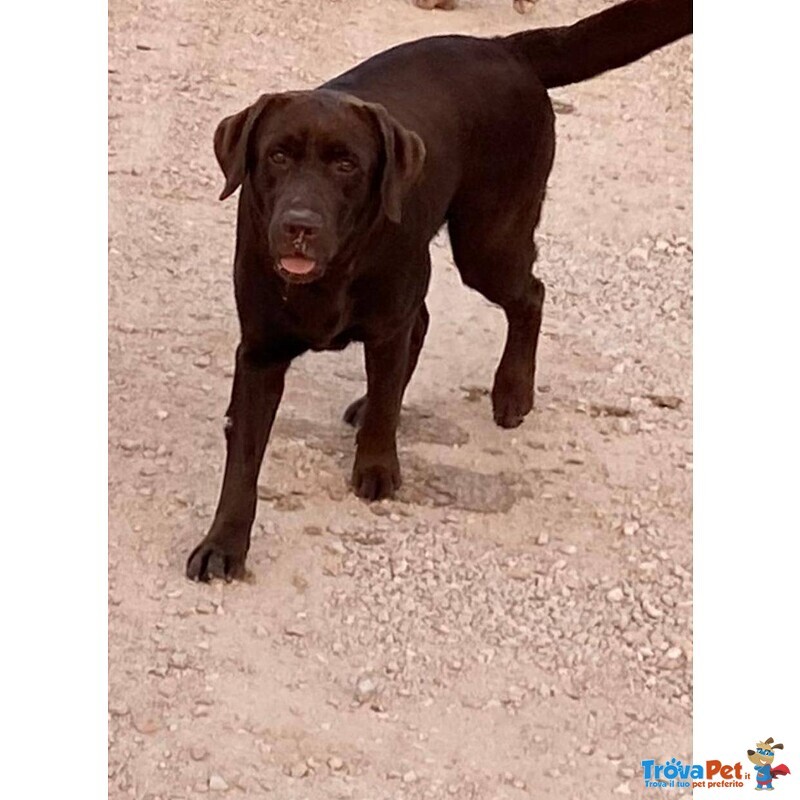 Mia Splendida Labrador con Pedigree Cerca Adozione - Foto n. 2