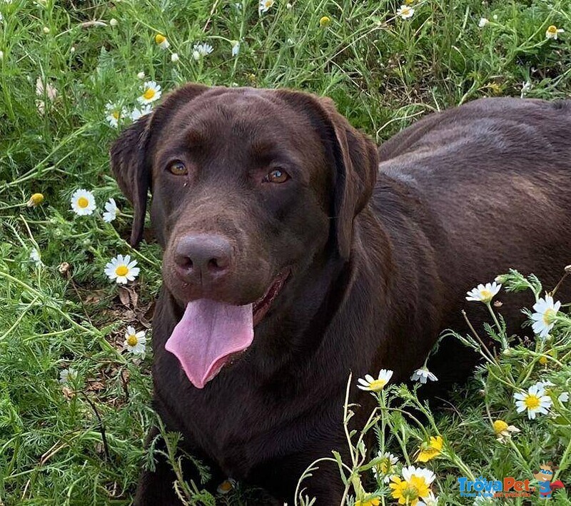 Mia Splendida Labrador con Pedigree Cerca Adozione - Foto n. 3