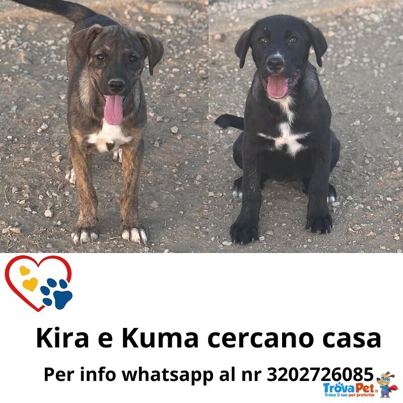 Kira e kuma Dolci Cucciolotte Cercano Casa - Foto n. 1