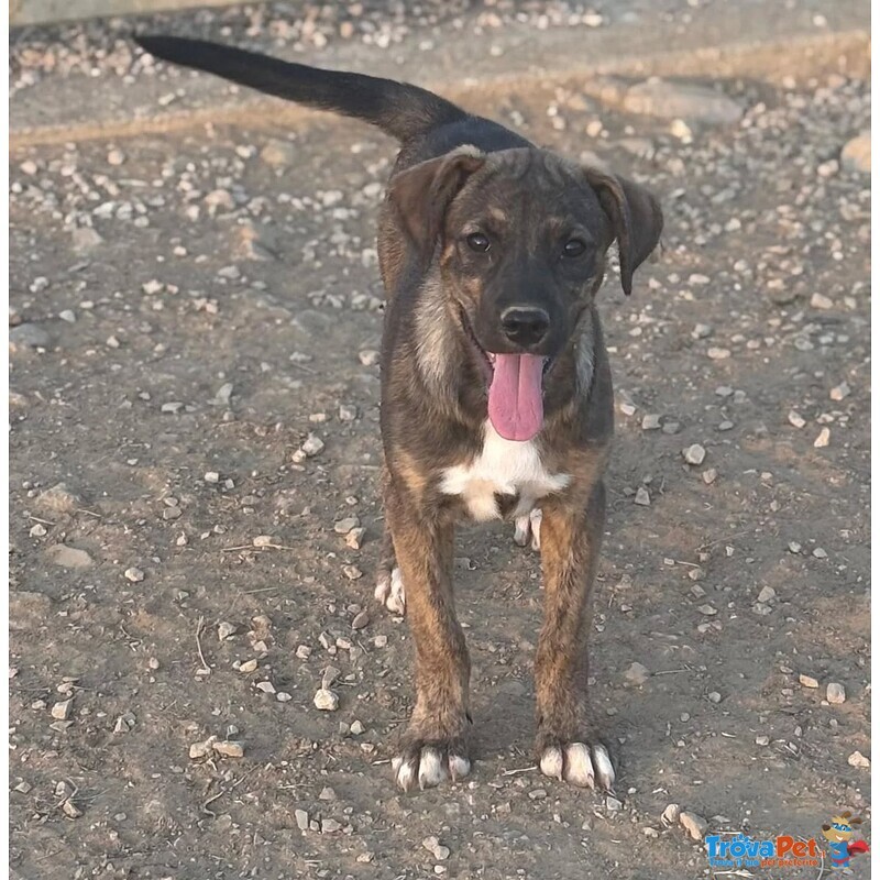 Kira e kuma Dolci Cucciolotte Cercano Casa - Foto n. 2