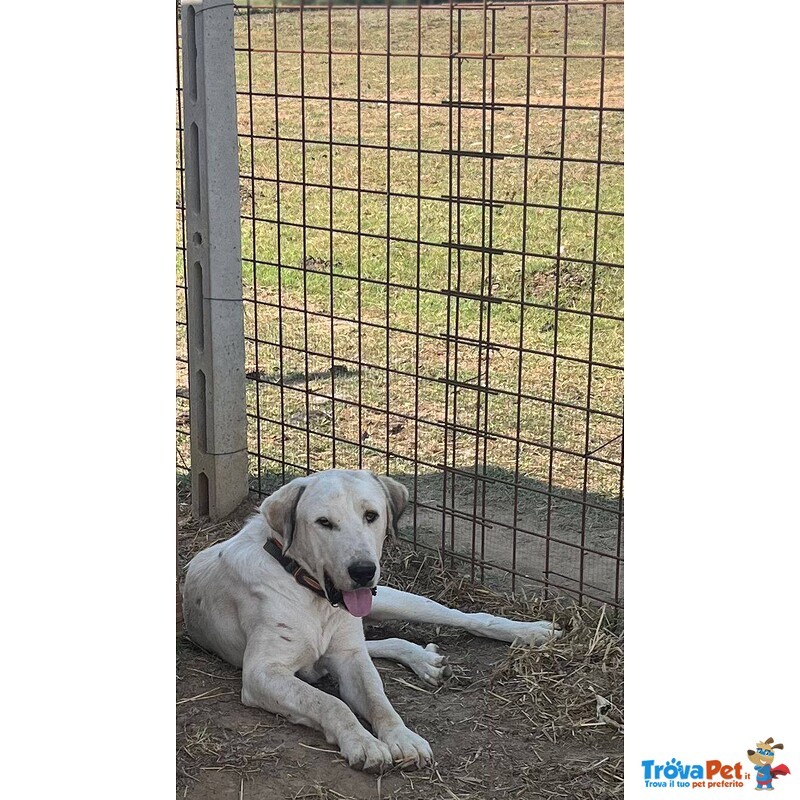 Dante Stupendo Cagnolone 1 anno Cerca casa - Adozione ! - Foto n. 1