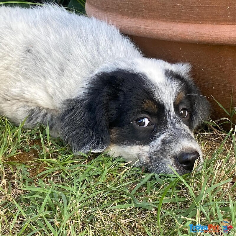 Conchiglia Dolce Cucciola 2 mesi Cerca casa - Adozione Canile di Latina - Foto n. 4